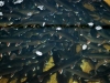FISKEODLING